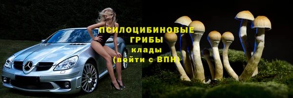прущие грибы Абаза